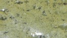 Oxy Green