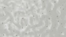 Dove Mottle